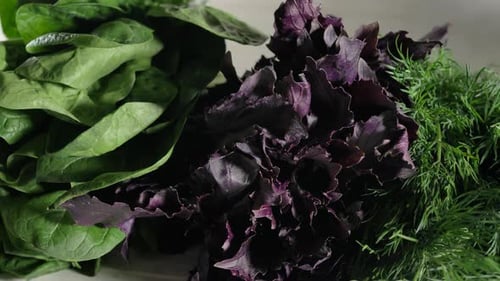 Fresh Leafy Greens Panning Close Up Shot