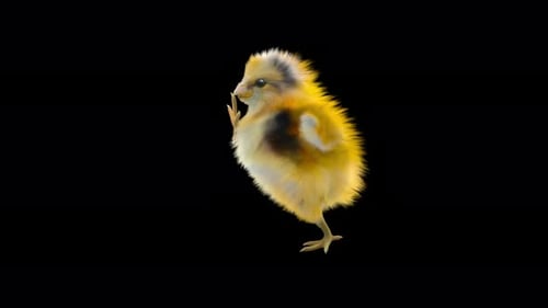 Adorable Animated Baby Chick Walking and Waving