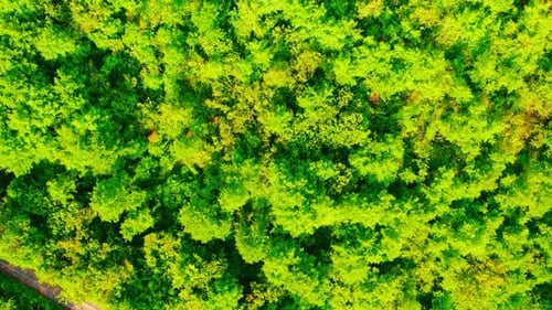 Aerial View on Tree Tops Greenwood