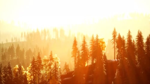 Sunlight in Spruce Forest in the Fog on the Background of Mountains at Sunset