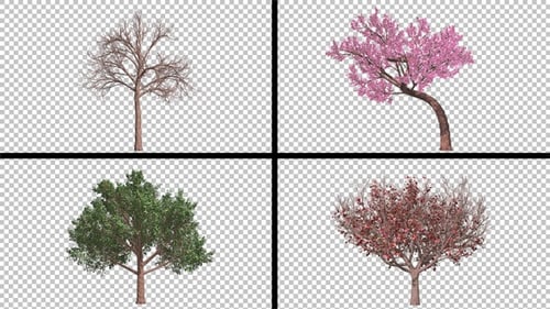 Animated Seasonal Trees: Growth, Bloom, Autumn, Winter Cycle