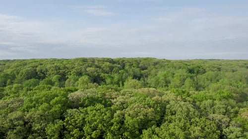 Green Tree Tops In Forest Under Blue Cloudy Sky Aerial