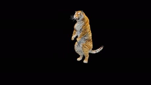 68 Tiger Tanzen 4K