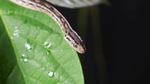 Striped Snake Resting on a Lush Green Leaf