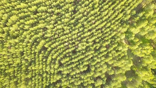 Aerial Birds Eye View of Dense Green Forest