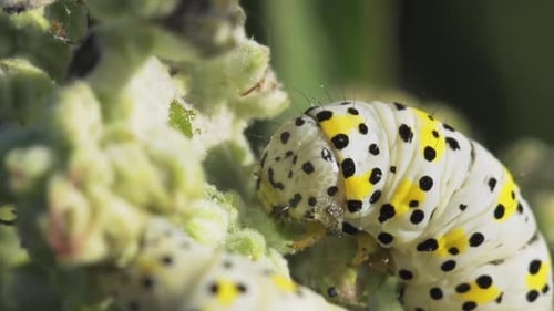 Close Up of Caterpillar Eating a Plant