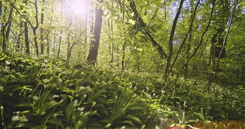 Wild Grass, Tall Tree Trunks and Bright Sun Against the Sun in the Forest