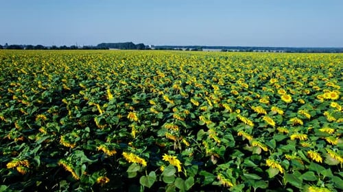Flying Over Sunflower Fields