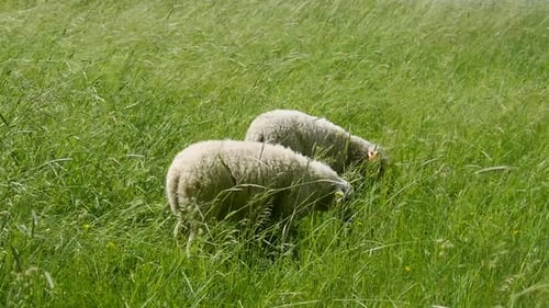 Sheep on Grass