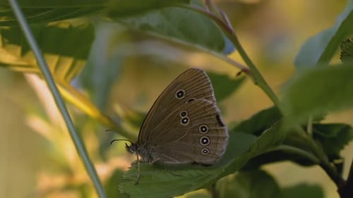 Brown Butterfly with Spots Perched on Leaf