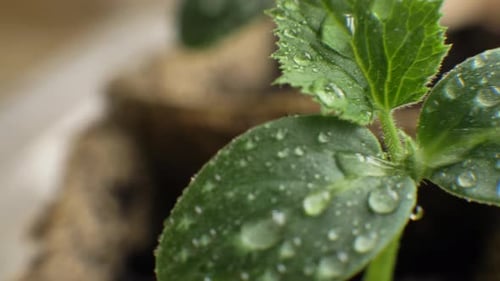 Young Green Plant Seedlings with Raindrops Growing in Pots