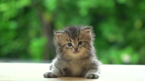 Tiny Kitten Yawns in Natural Light