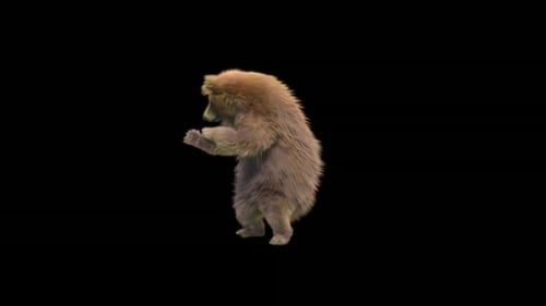 169 Bear Dancing HD
