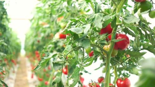Tomatoes Ripening on Vines in Greenhouse