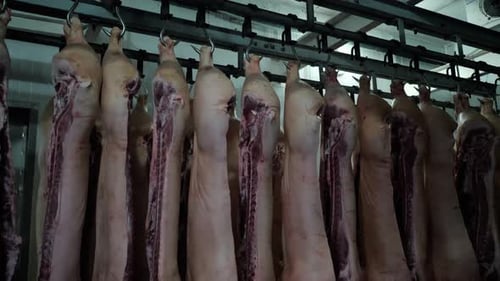 Pig Carcasses Hang on Hooks in the Refrigerator Warehouse Slaughterhouse