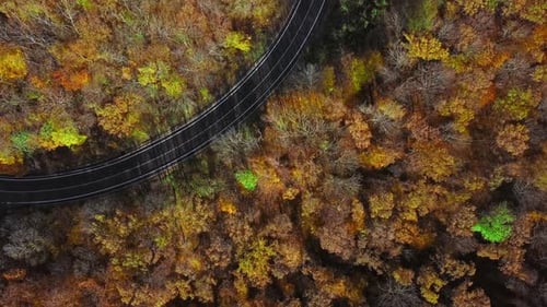 Aerial of Cars Driving Through Sunny Autumn Forest.