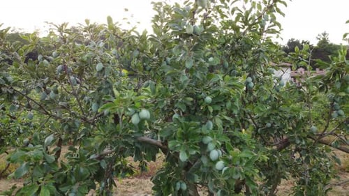 Plum Fruit Plant