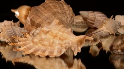 Viele Muscheln auf Schwarz, Rotation, Reflexion, Nahaufnahme