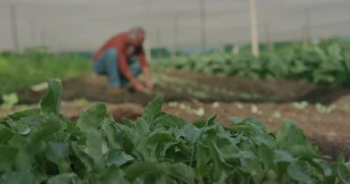 Mature man working on farm