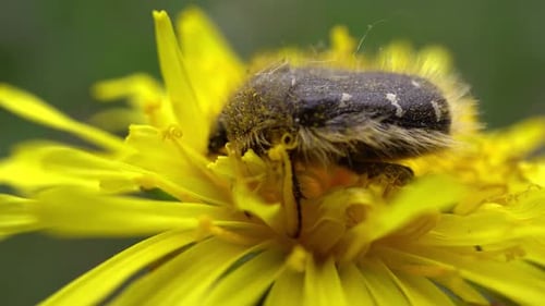 El escarabajo recoge polen en el diente de león amarillo