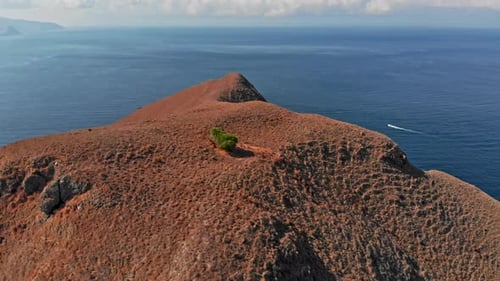 A Loner Tree on the Hill Top