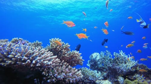Underwater Tropical Colourful Seascape
