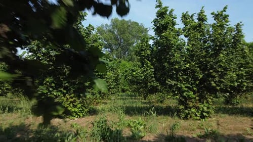 Hazelnuts agriculture organic cultivation field