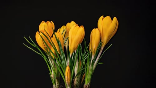 Gelbe Krokusblüte Frühlingsblume