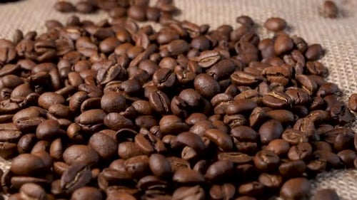 Falling Roasted Coffee Beans on Burlap