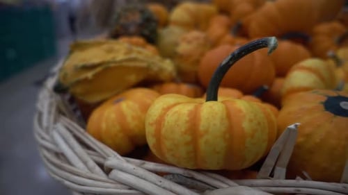 Basket Full of Colorful Gourds and Pumpkins