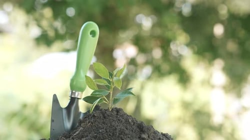 Fermez la pelle et plantez un petit arbre à feuilles vertes. Sauvez la terre pour planter des forêts
