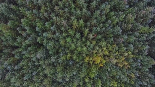Overhead view of green trees in the forest