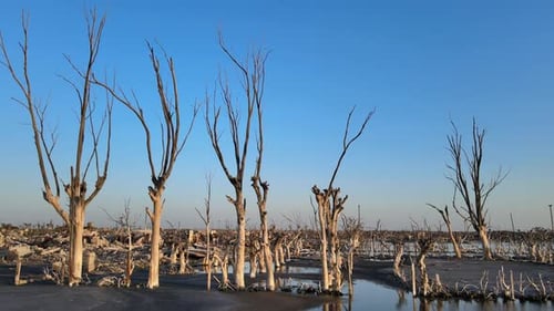 Debris and dead trees after disastrous historical flood in Villa Epecuen; aerial