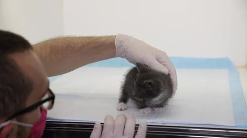 Veterinarian Petting Tiny Kitten on Examination Table