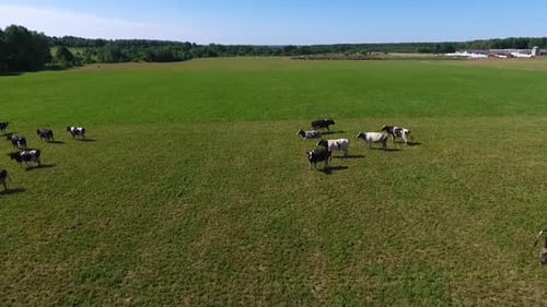 Aerial View of Cows in a Herd on a Green Pasture in the Summer