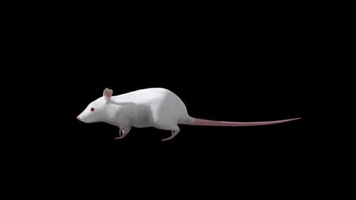 White Rat Walk mit seitlicher Sicht