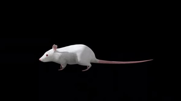White Rat Walk Side View, Elements Motion Graphics ft. rat & animal - Envato
