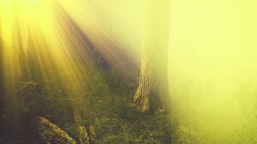 Conto de fadas misterioso Deep Magic Forest