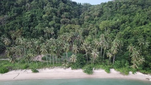 Aerial view coconut trees over sea shore