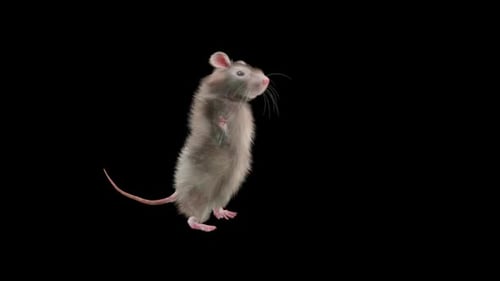 Animated Rat Gesturing, Standing, and Talking on Transparent Background