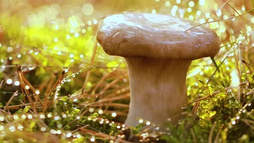Mushroom Boletus In a Sunny Forest in the Rain