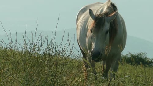 Cavalo branco pastando no campo