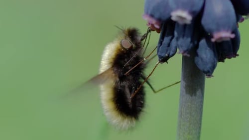 Fuzzy Fly Feeding on Purple Flowers