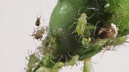 Colonie de pucerons sur une jeune fleur