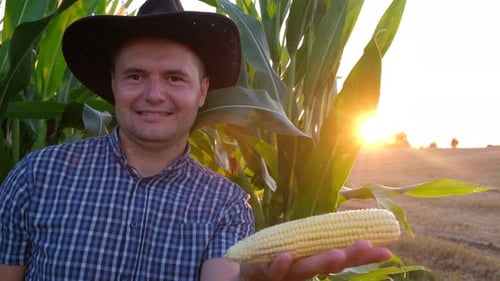 Happy Farmer Holding Corn in Field at Sunrise