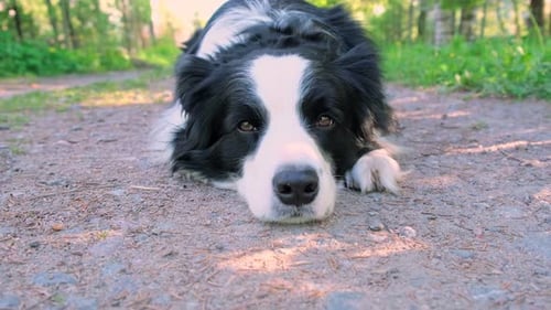 Joli chiot Border Collie couché sur fond de parc