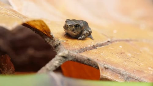 Wildfrosch in seinem natürlichen feuchten Lebensraum