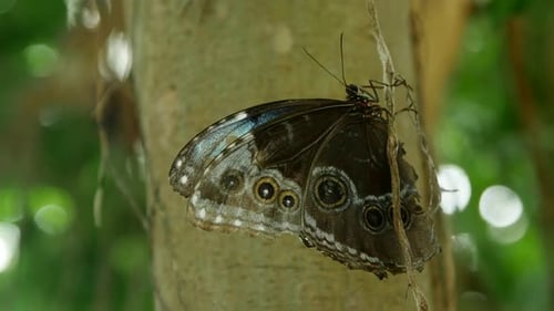 Schmetterlinge