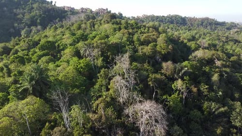 Un arbre nu dans une forêt tropicale verdoyante