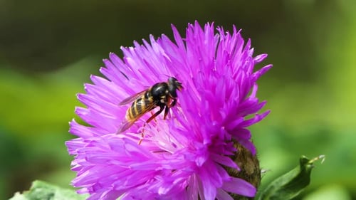 Bee Work in Big Beautiful Flower in Spring Field, Nature Wildlife Shot, Honeybee